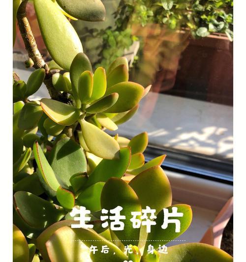 坚毅不拔，勇往直前——象征努力奋斗的植物（努力拼搏，永不放弃）