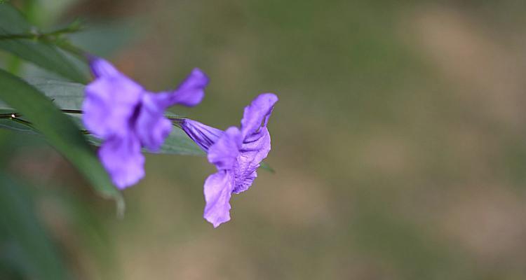 女性之花（在花朵中探寻女性的力量与美丽）