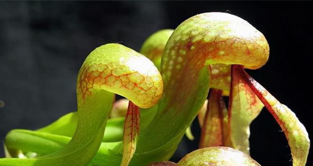 植物象征舍己为人的美德（以爱为名，植物与人类同舟共济）