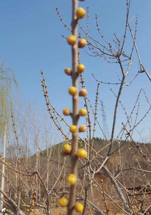 寄情植物（思念之花，心间的寄托）