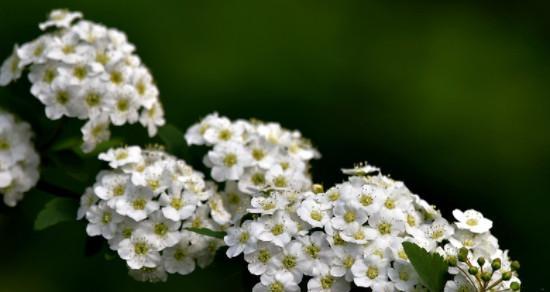 希望之花——象征希望的植物（探寻生命之美翘首向明天）