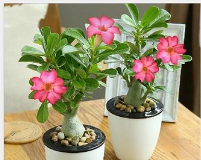 盛夏花开，芳香四溢（夏日热浪下的花朵盛宴）