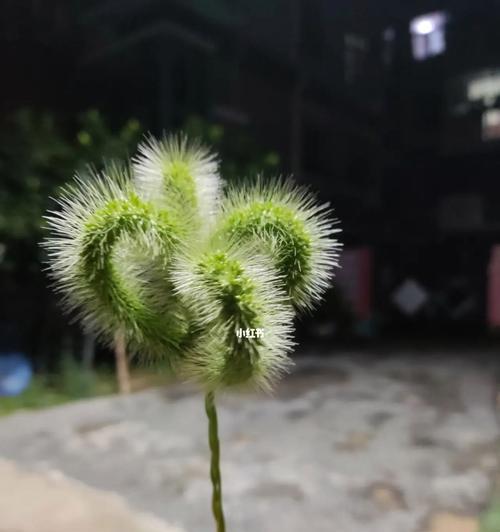 植物的默默付出（探索自然奇迹，发现植物的默默力量）