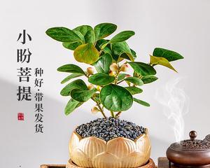 禅意花园（以象征禅意的植物为灵感的花园设计）