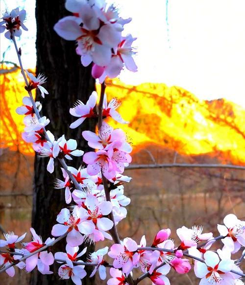 杏花的花语与象征意义（唤醒春天的温暖与希望）