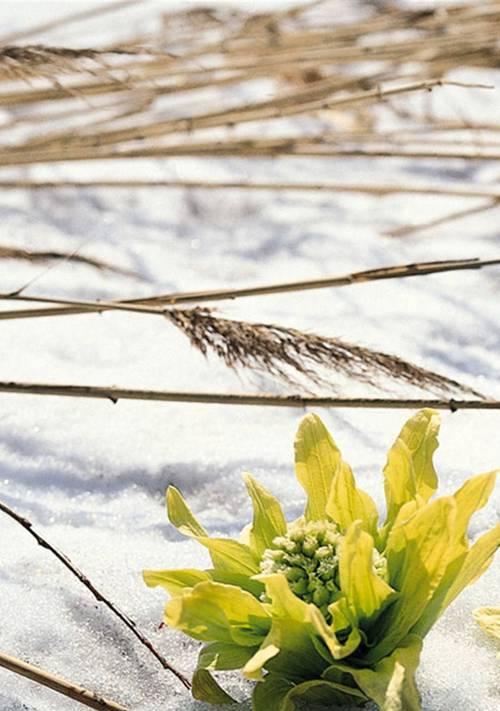 雪莲花的寓意及象征意义（探索雪莲花的神秘象征，揭示内心的纯洁与坚韧）