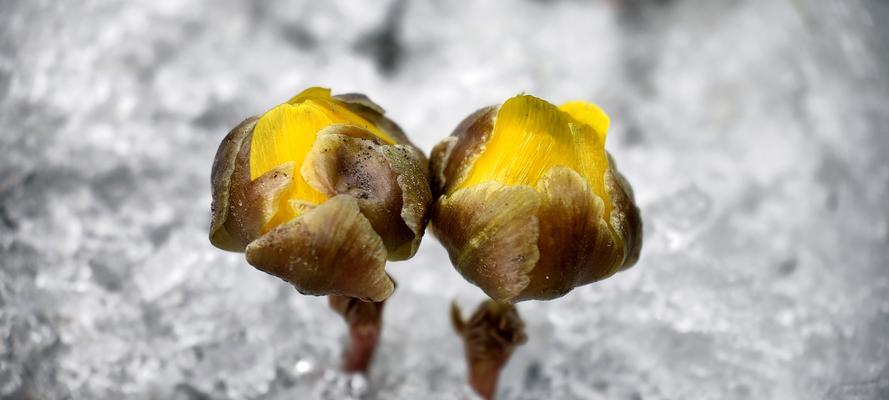 雪莲花的寓意及象征意义（探索雪莲花的神秘象征，揭示内心的纯洁与坚韧）