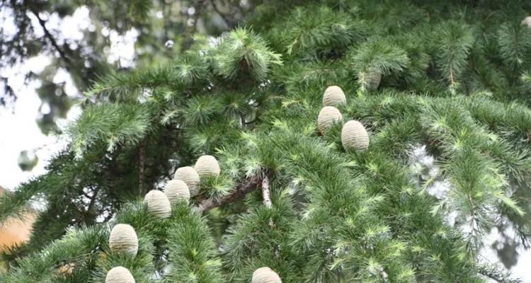 雪松的花语与文化地位（探寻雪松花的象征意义与历史渊源）