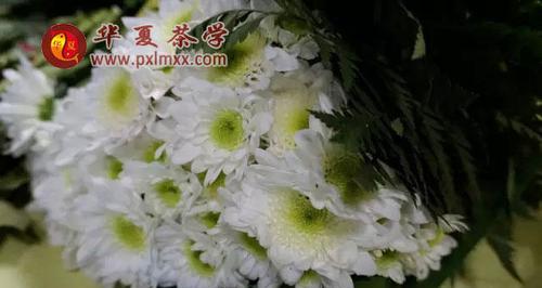 羊齿花语与含义（探索羊齿花的深意，解读花语之谜）