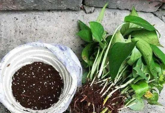 以养花积水，呵护花儿生命（合理浇水，关注花的生长）