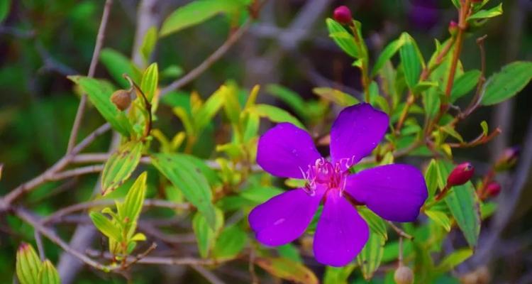 野牡丹的花语与传说（神秘而美丽的野牡丹，揭秘其花语与传说）