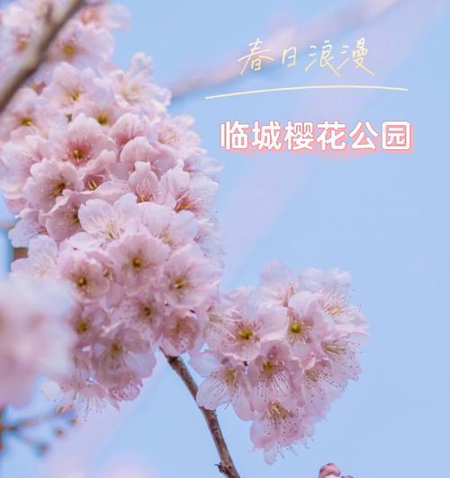 樱花（探寻樱花的象征意义与人们的情感寄托）