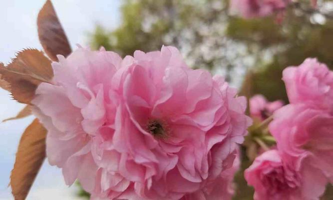 樱花花语与其美丽寓意（樱花花语的深层含义及传承）