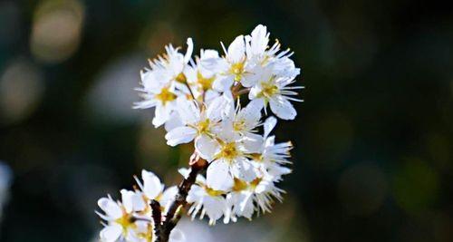 樱桃花的寓意与象征（赏樱桃花，领略生命之美）