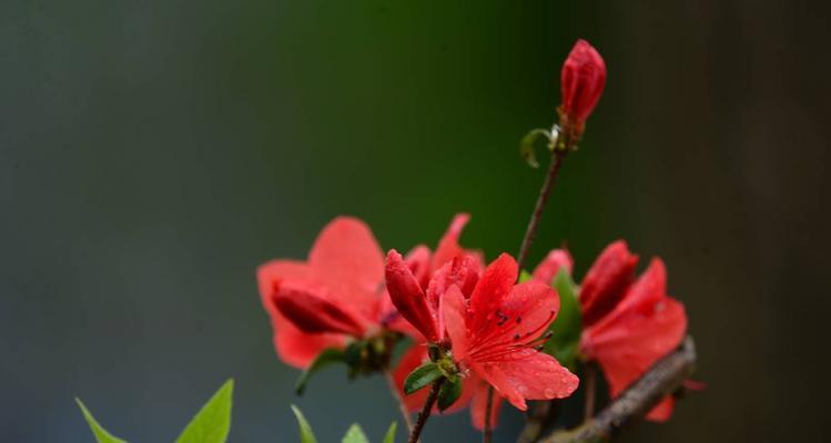 映山红花的意义与寓意（探寻映山红花的花语与象征）