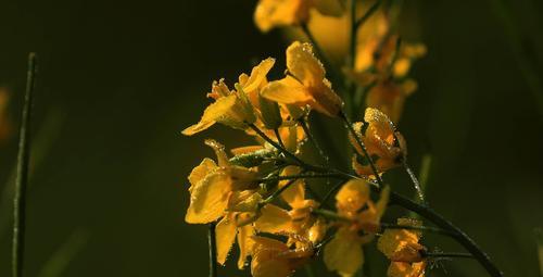 油菜花的花语及传说（唤醒春天的金黄之海——油菜花的魅力与传说）