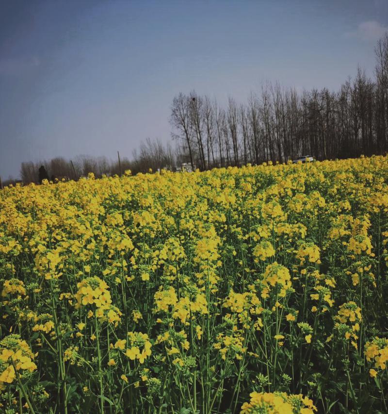 油菜花的花语及传说（唤醒春天的金黄之海——油菜花的魅力与传说）