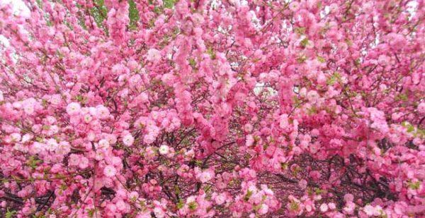 榆叶梅花语与作用（探秘榆叶梅的神奇之处，传递花开寓意）