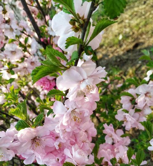 榆叶梅花语与作用（探秘榆叶梅的神奇之处，传递花开寓意）