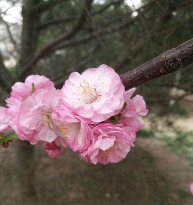 榆叶梅花语与作用（探秘榆叶梅的神奇之处，传递花开寓意）