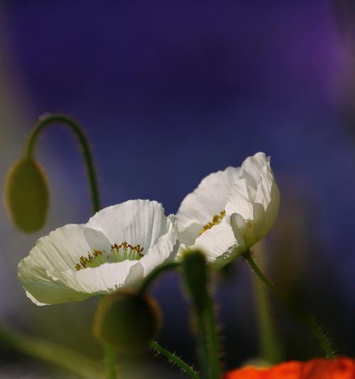 虞美人的花语与传说（她的美丽绽放，她的传说延续）