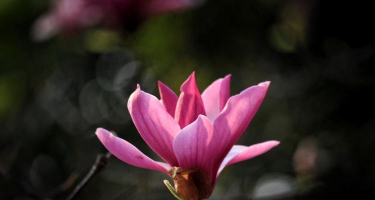 玉兰花的深刻寓意与美丽花语（探索玉兰花的象征意义，感受美丽花语的魅力）