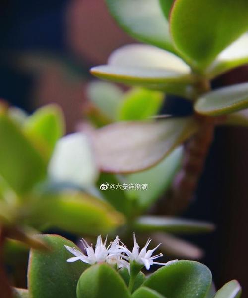 玉树开花（预示着新生命的开始和繁荣昌盛）