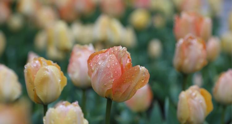 郁金香花的意义与象征（探索郁金香花的情感和文化价值）