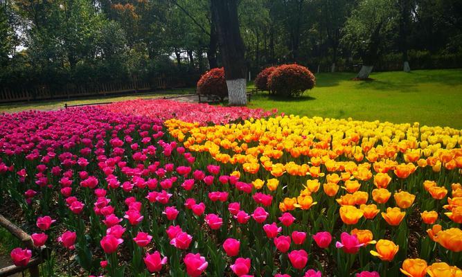 郁金香花语（传递真挚情感的花朵和花语）