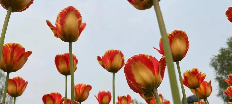 郁金香花语（传递真挚情感的花朵和花语）