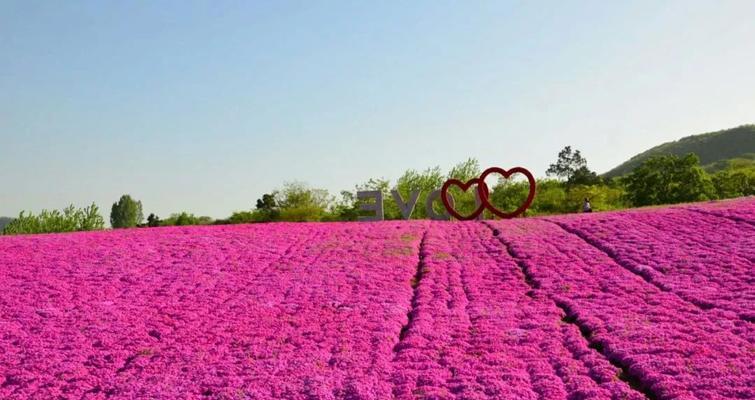 芝樱之美（探索芝樱花语的深刻内涵及其源起）