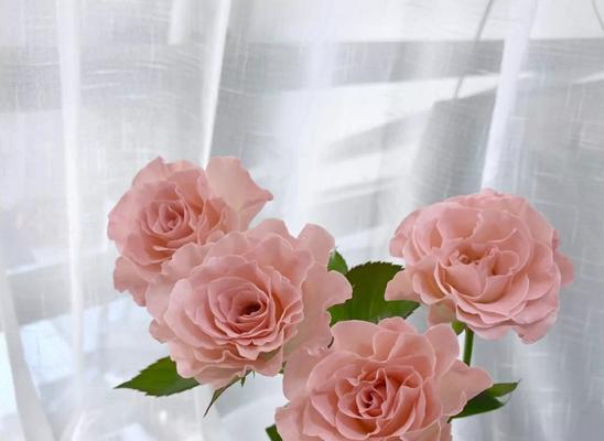 朱丽叶玫瑰的花语（揭示朱丽叶玫瑰的浪漫与热情）