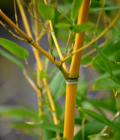 竹子开花之原因与寓意（探寻竹子开花的奥秘，揭示其象征的内涵）