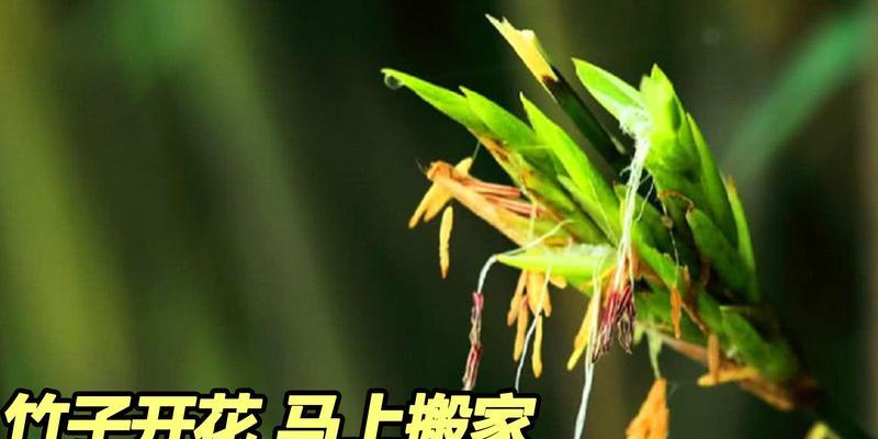 竹子开花（竹子开花的意义及相关传说）