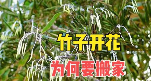 竹子开花（竹子开花的意义及相关传说）