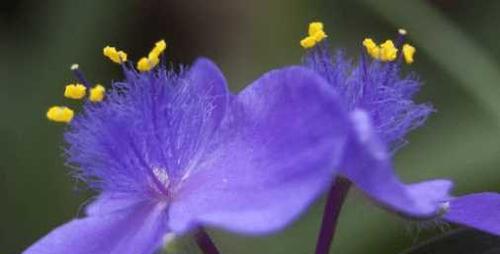 紫露草的花语与传说（紫露草的美丽花语和神秘传说，故事中的奇妙起源和传承）