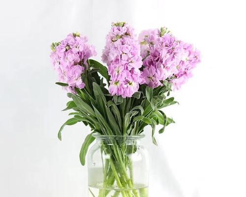 紫罗兰的花语和传说（紫罗兰花语传递爱意与祝福，独特的传说故事令人动容）
