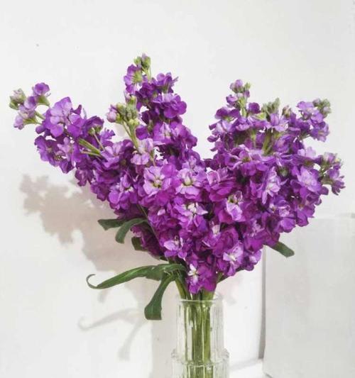 紫罗兰花语之深情寓意（探索紫罗兰花语的内涵与象征）