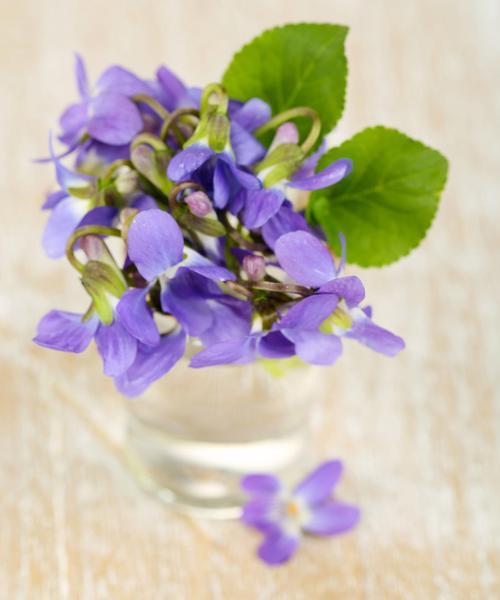 如何养护紫罗兰，展现花期绚丽（以紫罗兰的花语为主题，打造迷人的花园）