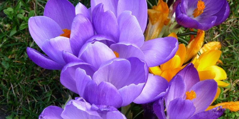 如何养护紫罗兰，展现花期绚丽（以紫罗兰的花语为主题，打造迷人的花园）