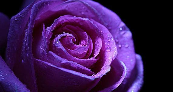 紫玫瑰（紫玫瑰花语及代表意义解析，展现深沉、独特和神秘之美）