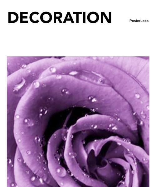 紫玫瑰（紫玫瑰花语及代表意义解析，展现深沉、独特和神秘之美）