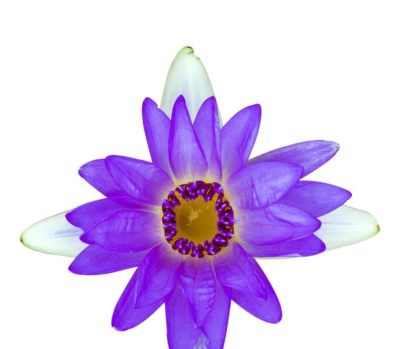 紫色百合花的象征意义（探寻紫色百合花的深层含义）