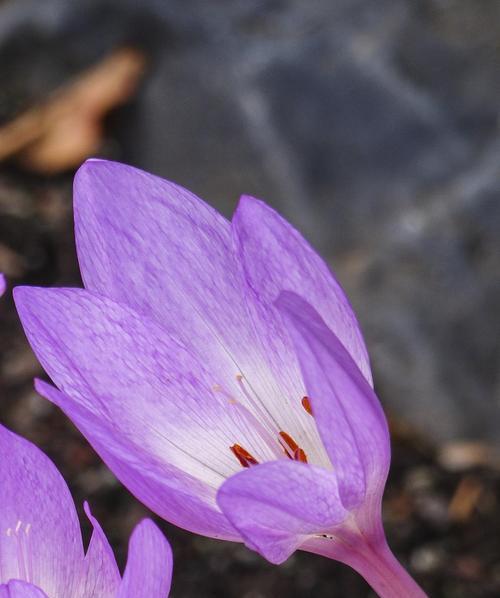 紫色花朵的寓意与美（探索紫色花朵背后的隐含寓意）