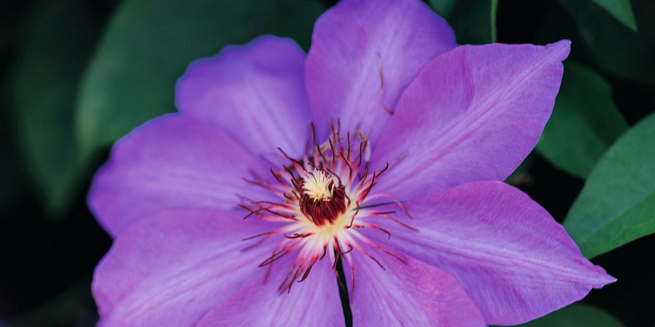 紫色花朵的寓意与美（探索紫色花朵背后的隐含寓意）