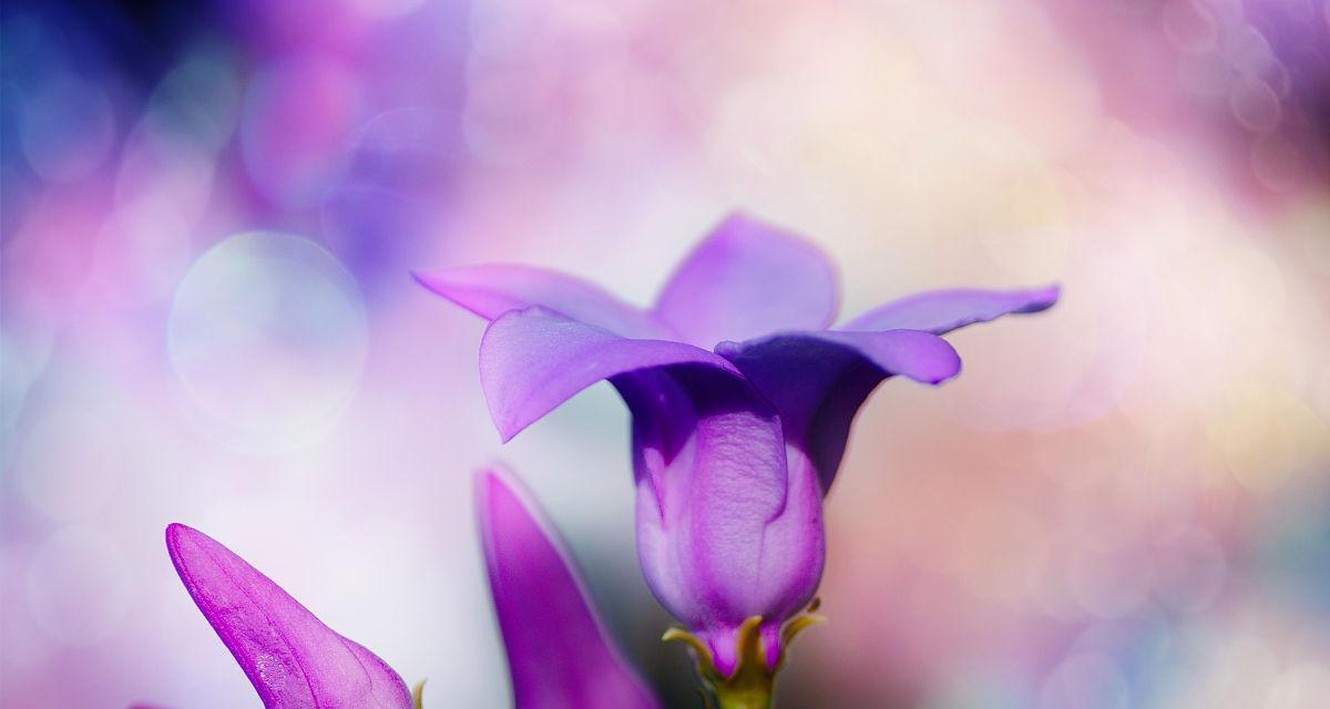 紫色风铃花的寓意与象征意义（探寻紫色风铃花的神秘与美丽）