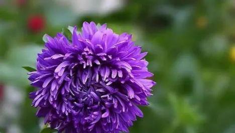 紫色菊花的花语及代表意义（揭秘紫色菊花所传递的深意和象征）