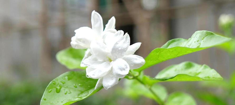 茉莉花的象征意义及文化价值（解读茉莉花的寓意与传统文化内涵）