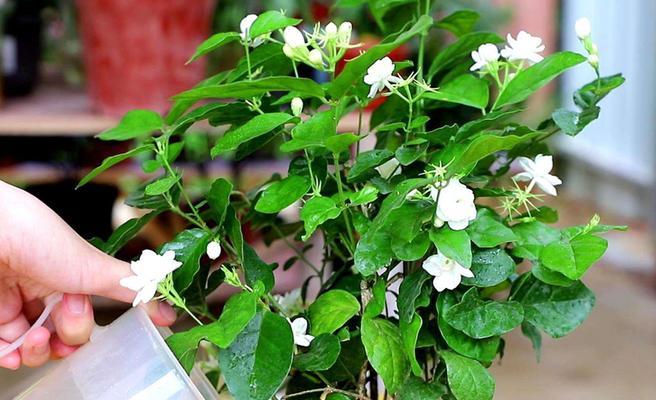 茉莉花的象征意义及文化价值（解读茉莉花的寓意与传统文化内涵）