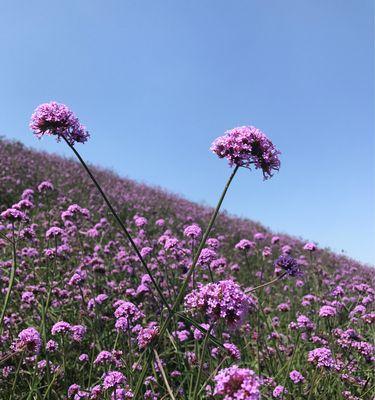 薰衣草花语（薰衣草花语的含义与传说）